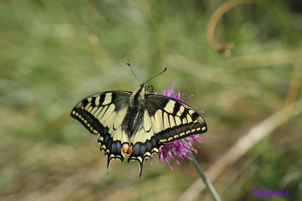 Papilio machaon